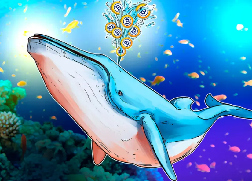 Không có dấu hiệu bán tháo từ cá voi Bitcoin “thức tỉnh” sau hơn 14 năm